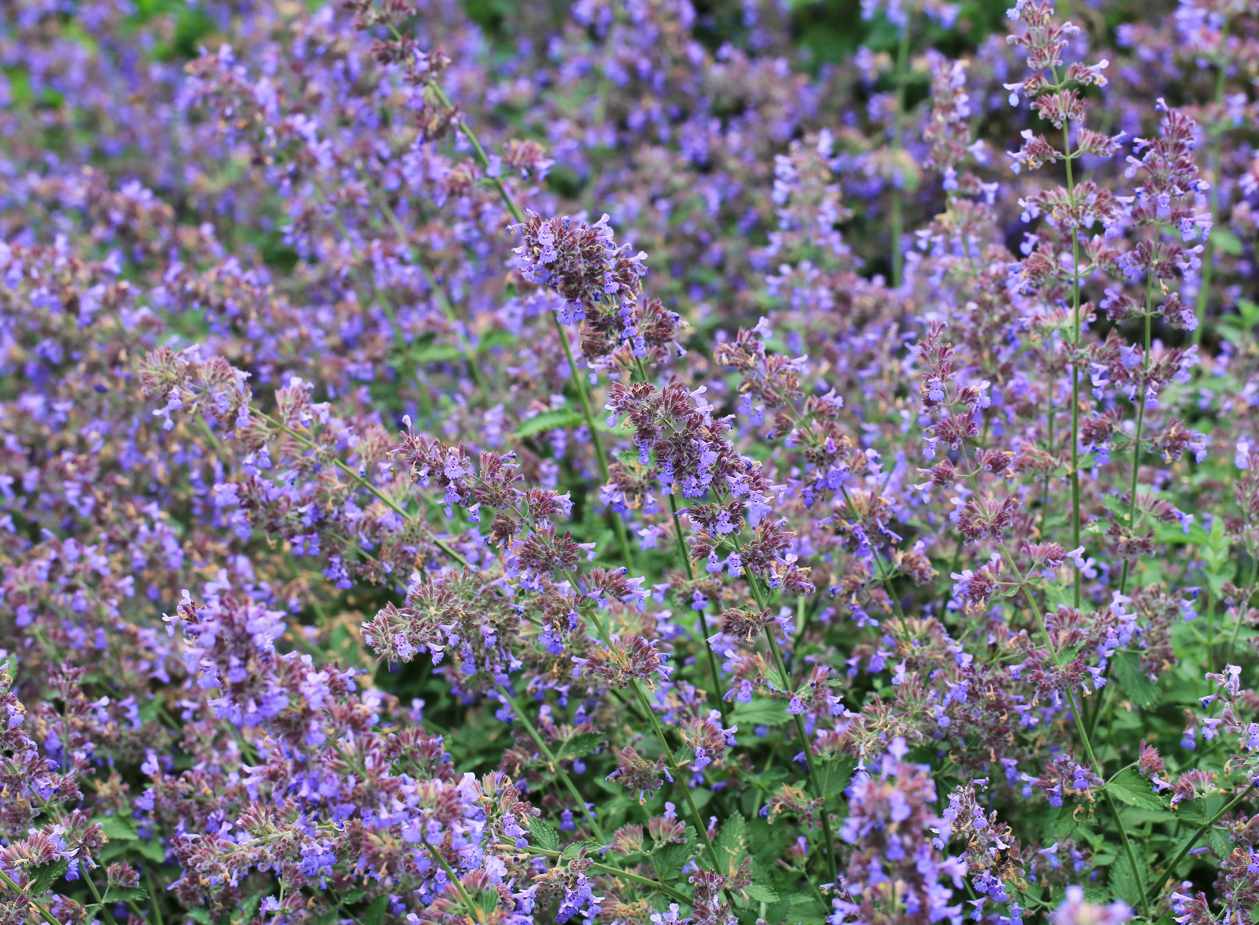 Kantnepeta 'Six Hills Giant