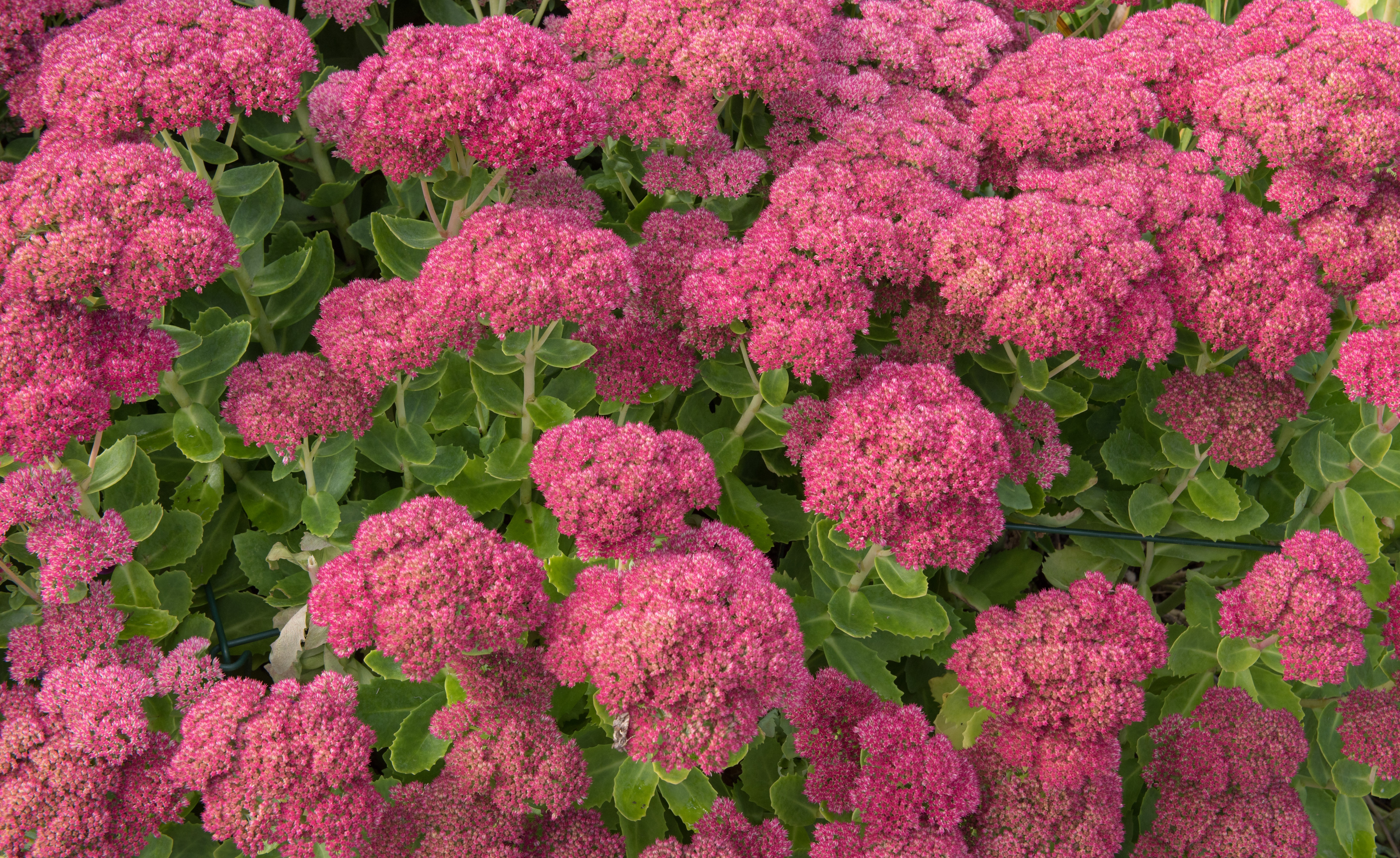 Kärleksört Sedum ‘Herbstfreude’