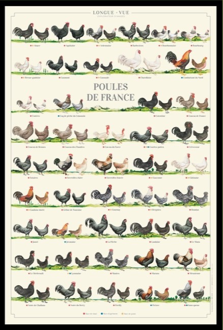 Poster - Franska Hönsraser