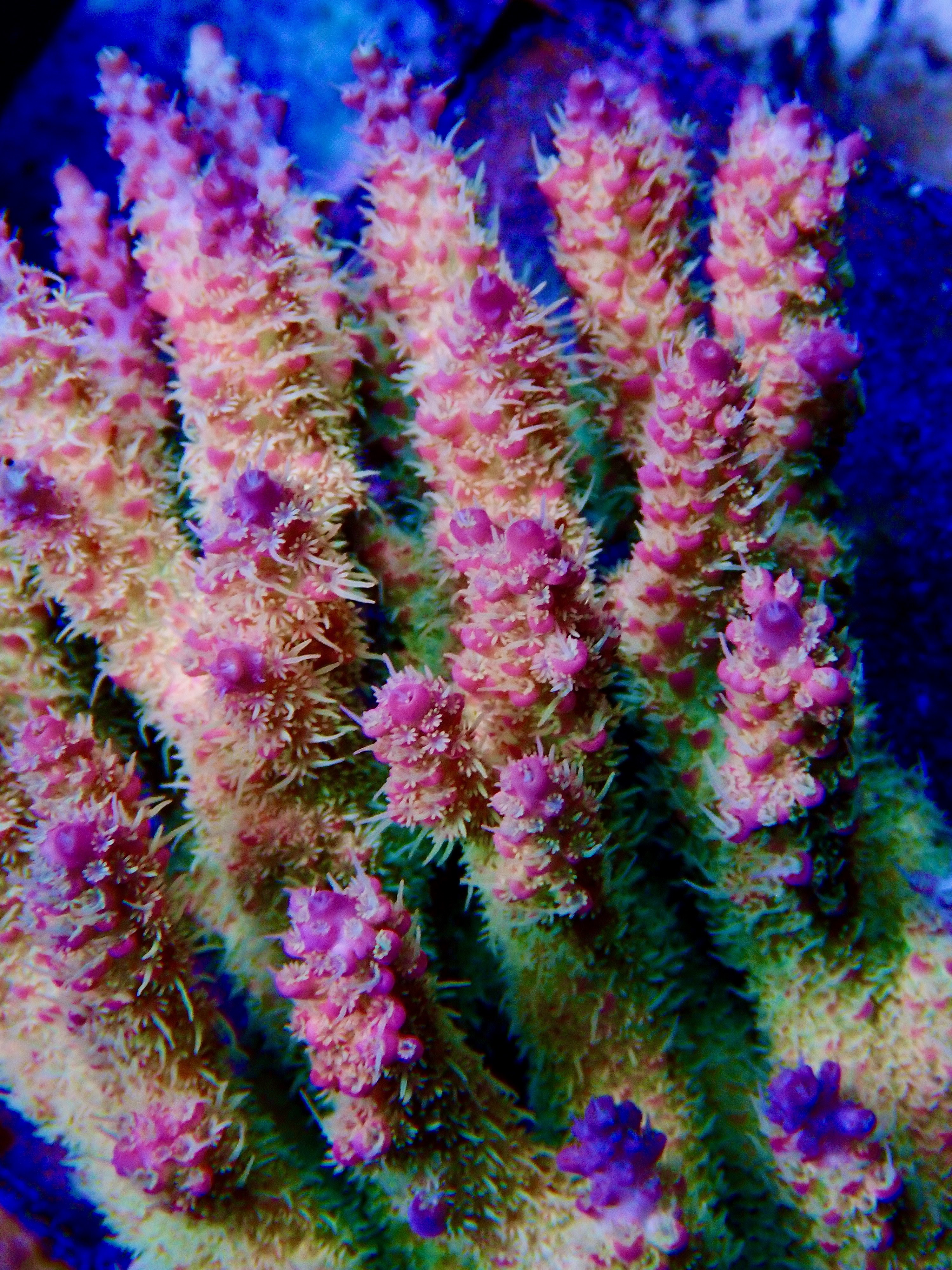 Acropora spp. OOL Candy Pop