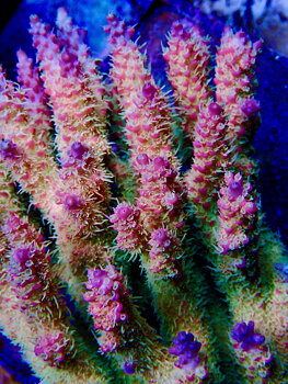 Acropora spp. OOL Candy Pop