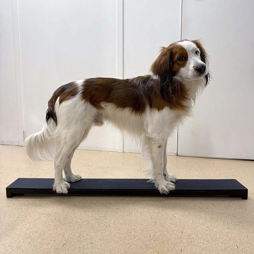 Tassplatta extra lång till hundträning target