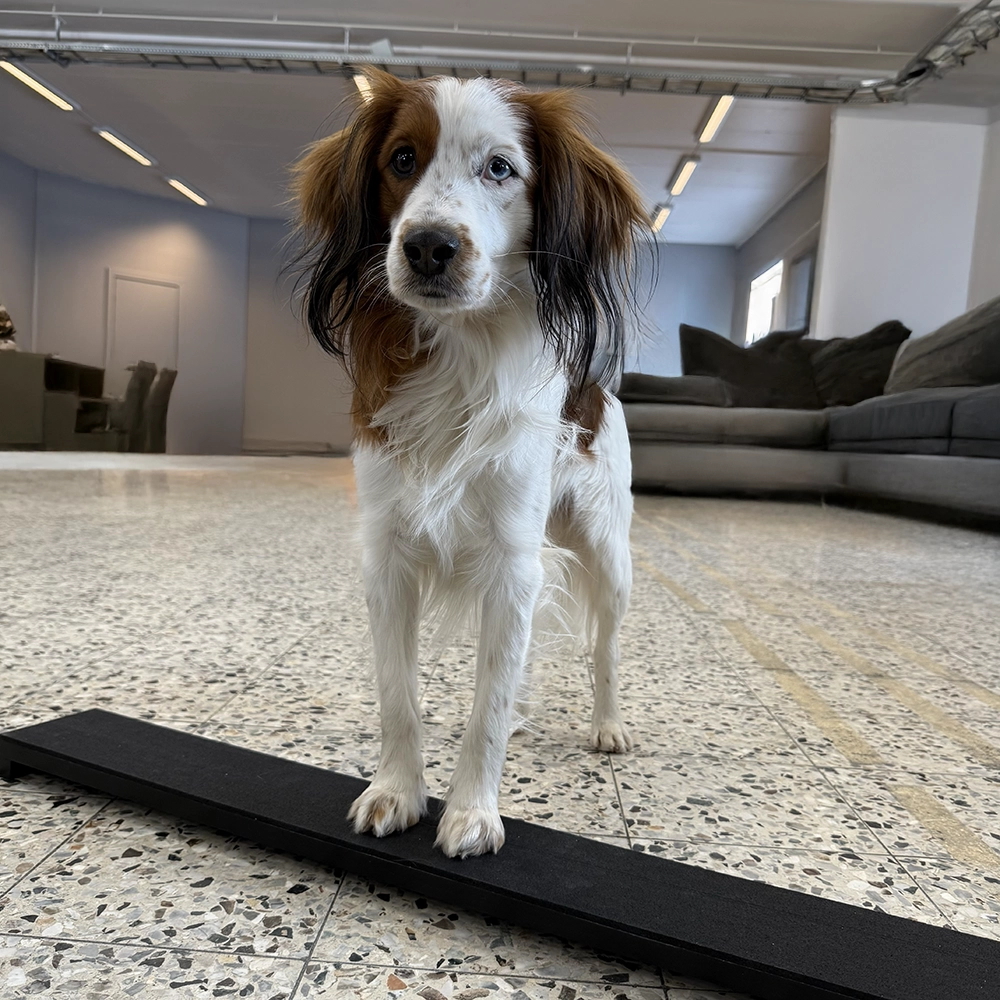 Planka till sidförflyttning hundträning freestyle lydnad och heelwork to music