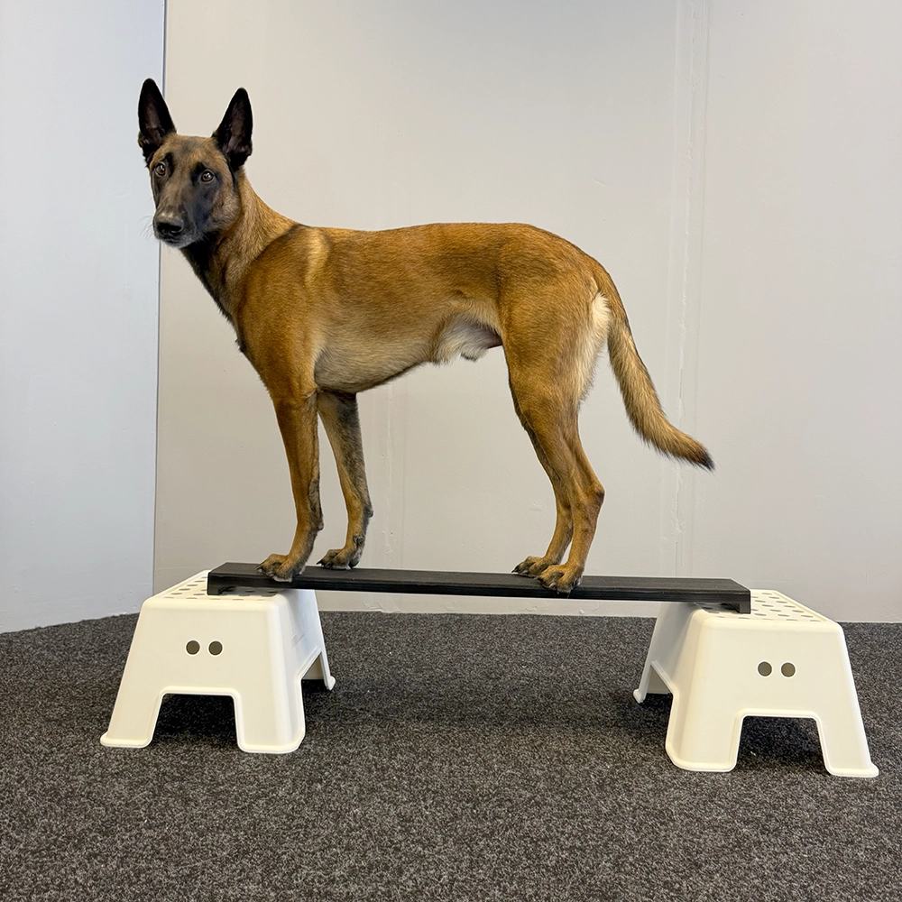 Plattform till hundträning 1 meter lång