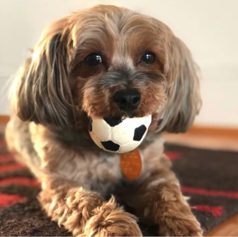 Hundleksak Fotboll