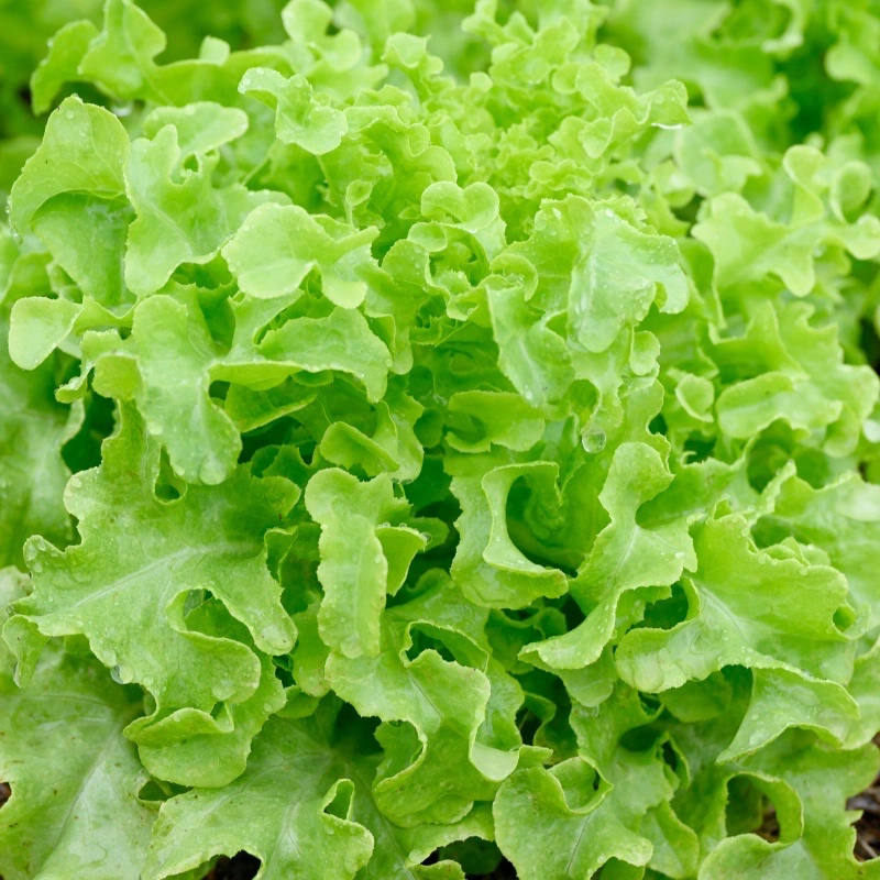 Plocksallat-Green-salad-bowl