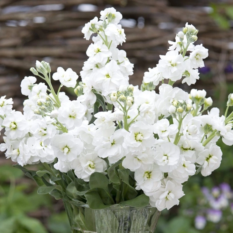 Vit lövkoja 'Anytime White'