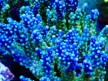 Acropora spp. OOL Blue Lagoon