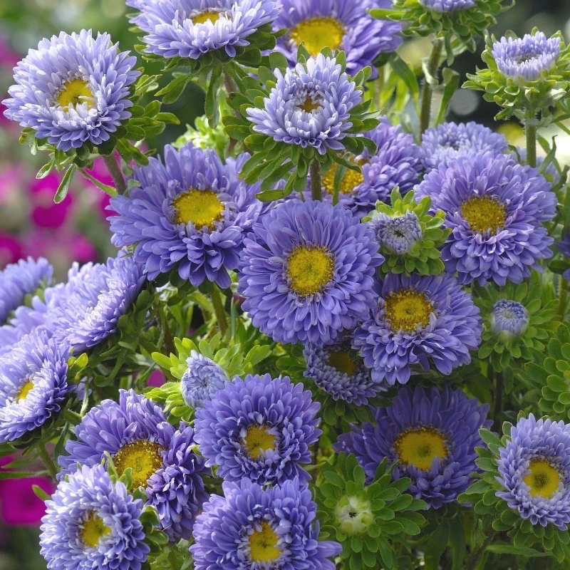 Sommaraster 'Matsumoto Light Blue' som snittblommor