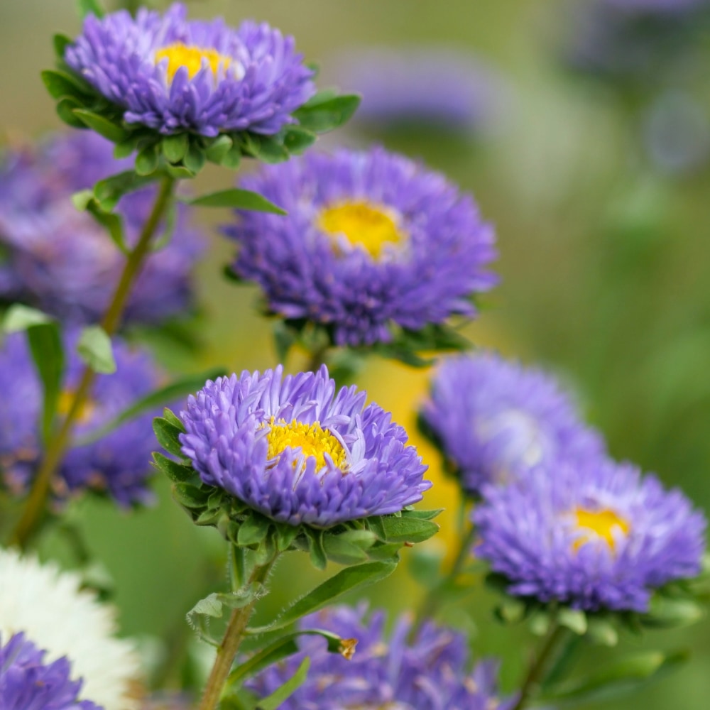 Sommaraster 'Matsumoto Light Blue' - 2