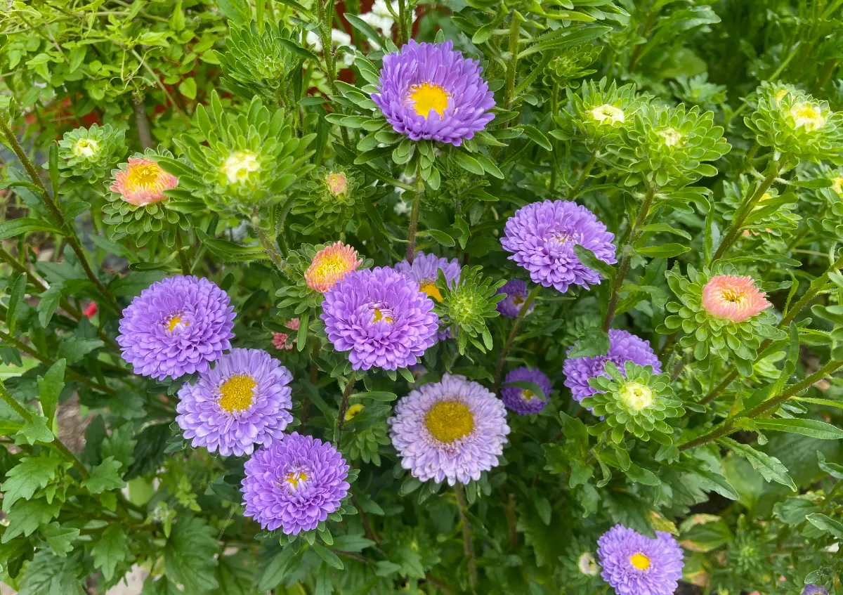 Sommaraster 'Matsumoto Light Blue'