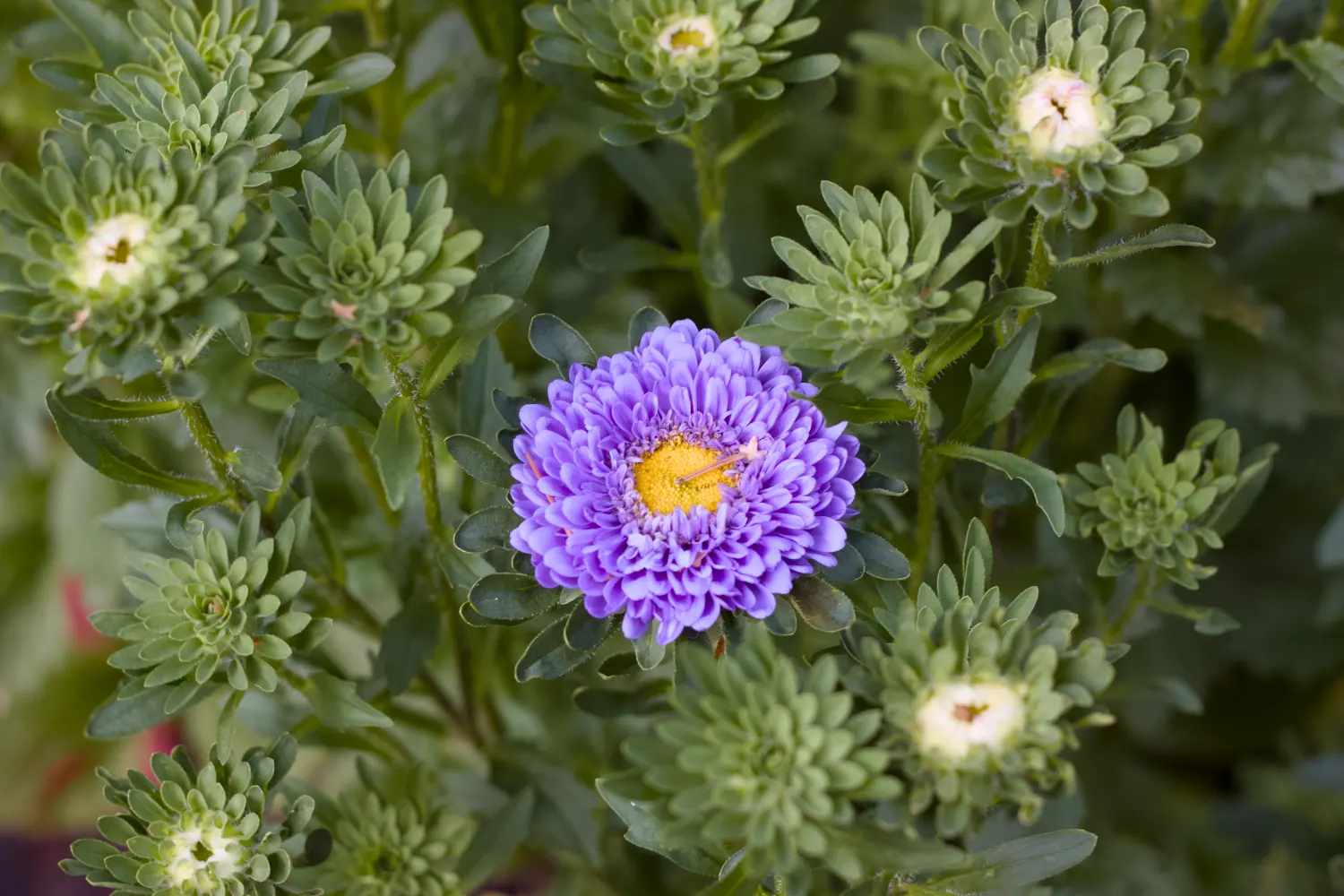 Sommaraster 'Matsumoto Light Blue' - 5