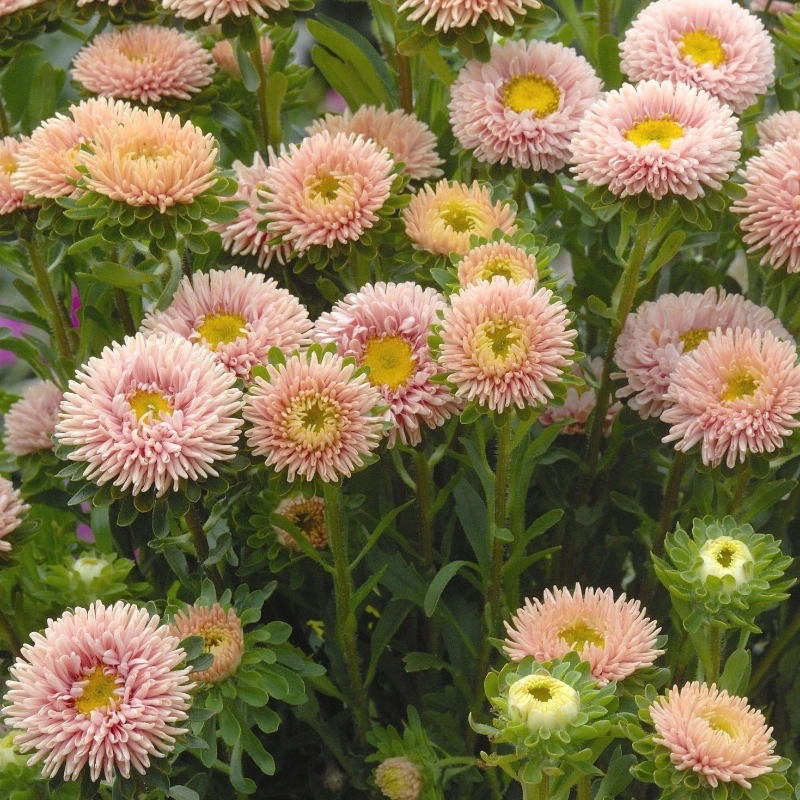 Sommaraster 'Matsumoto Apricot'