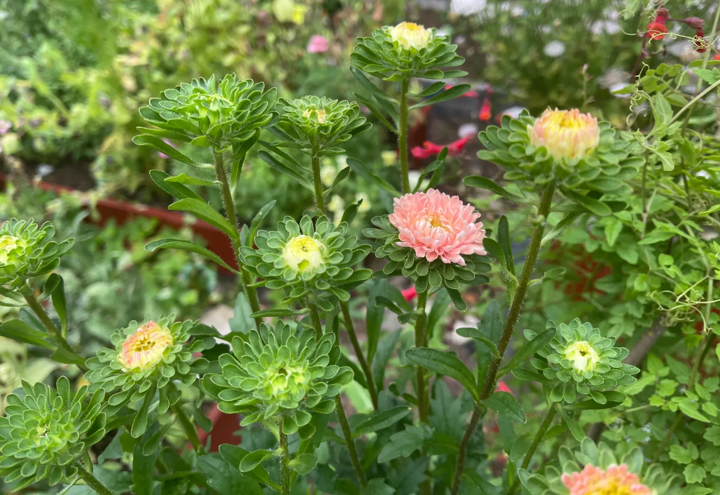 Sommaraster 'Matsumoto Apricot'
