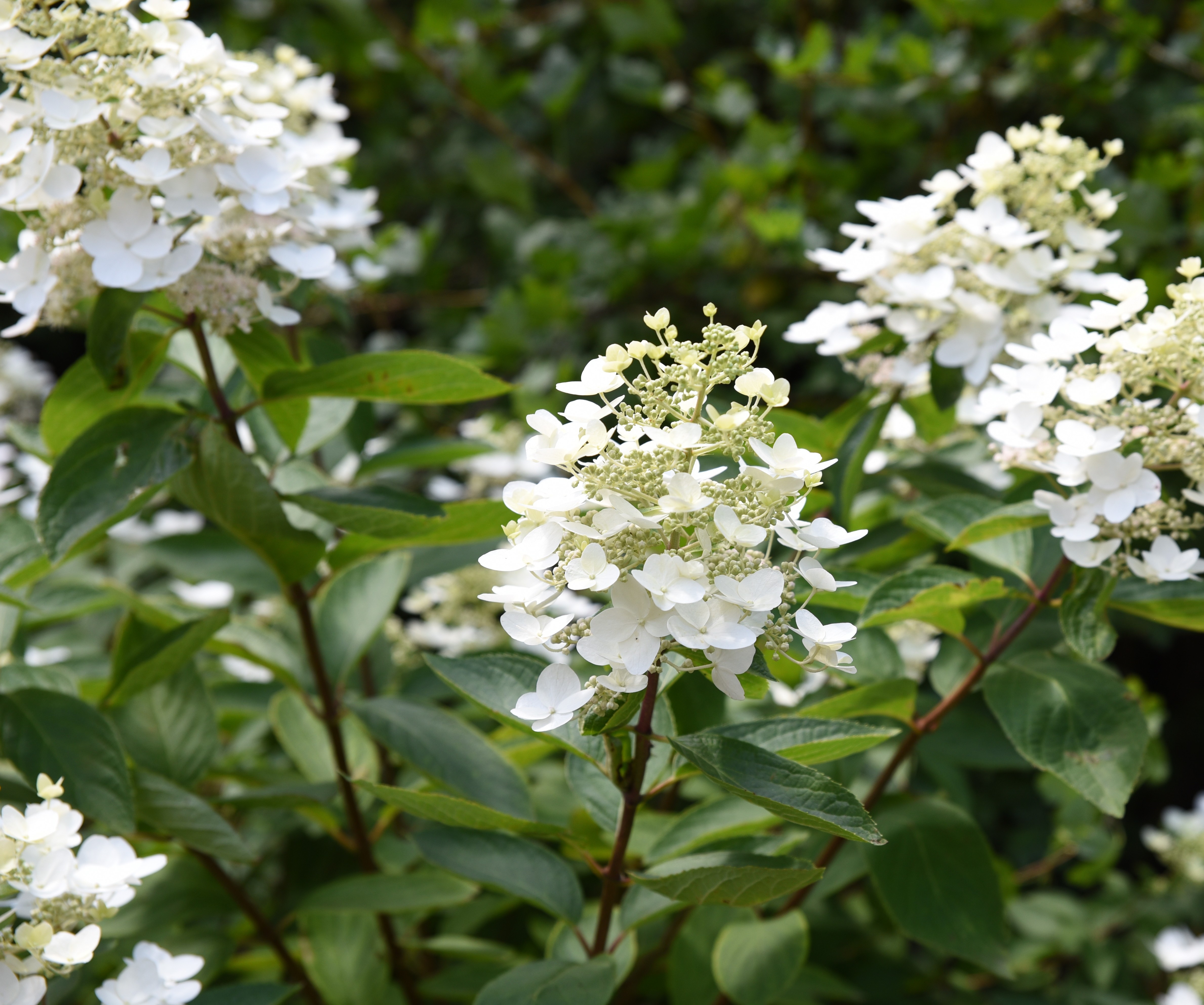 Hortensia Unique 25-30 cm 