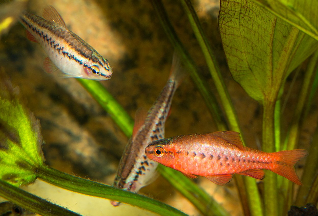Kopparbarb (Puntius titteya)