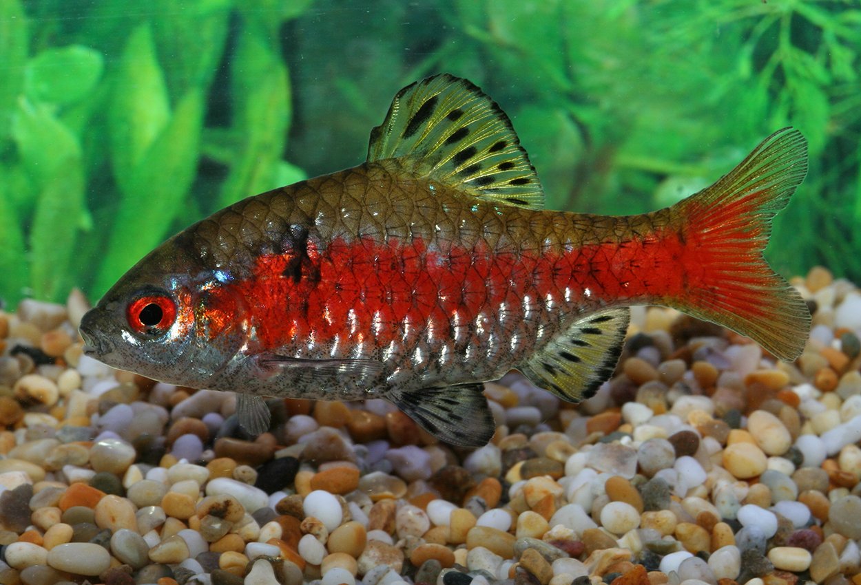 Odessabarb (Pethia padamya)