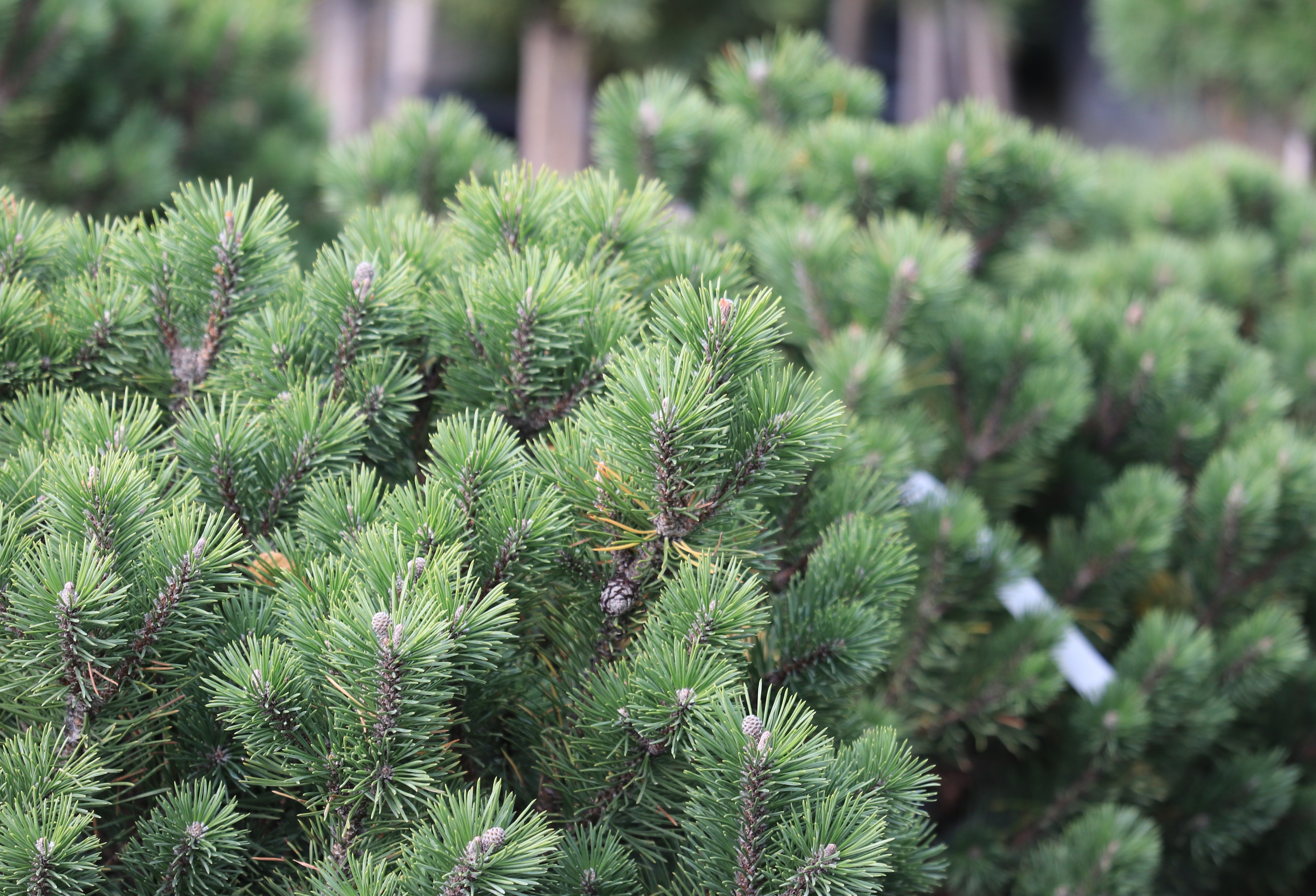 Pinus mugo mops 25-30 cm 