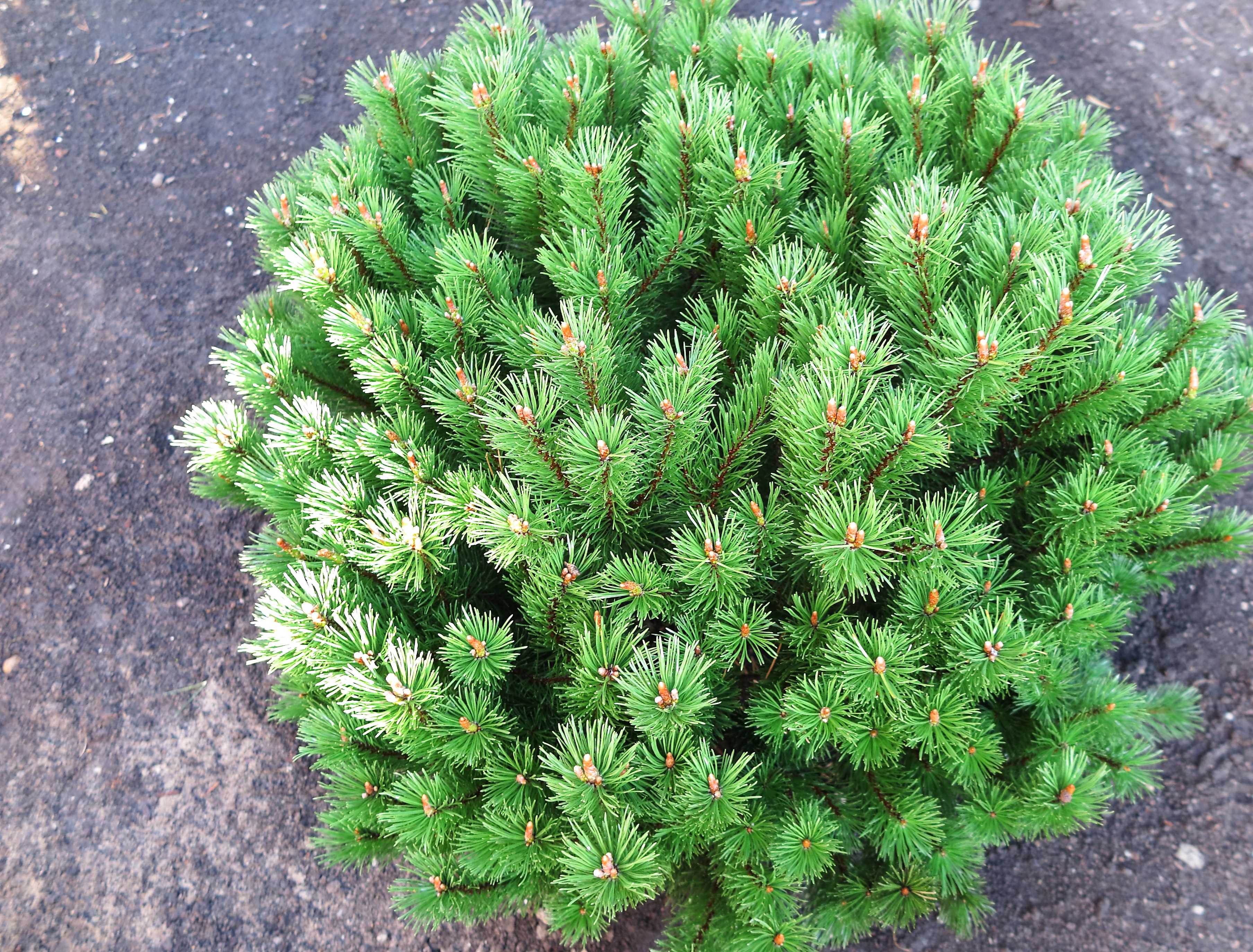Pinus mugo mops 25-30 cm 