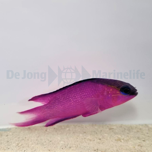 Gramma Melacara (reef safe) - 2