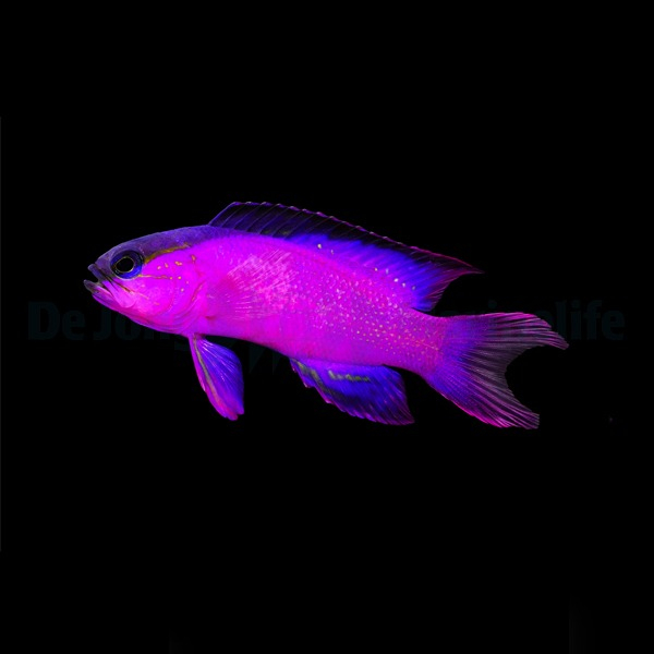 Gramma Melacara (reef safe)