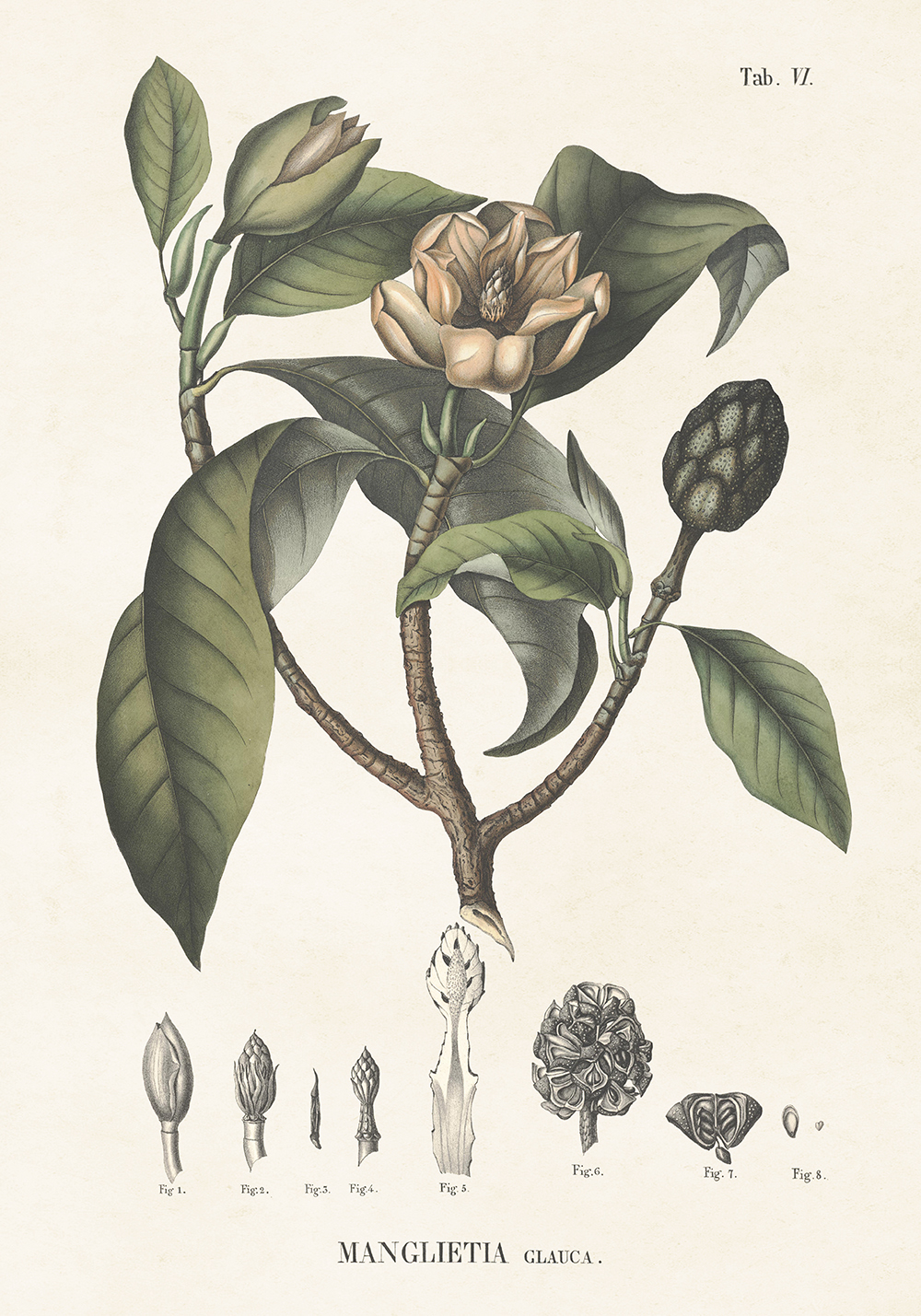 Poster, Magnolia 70x100cm - Sköna ting