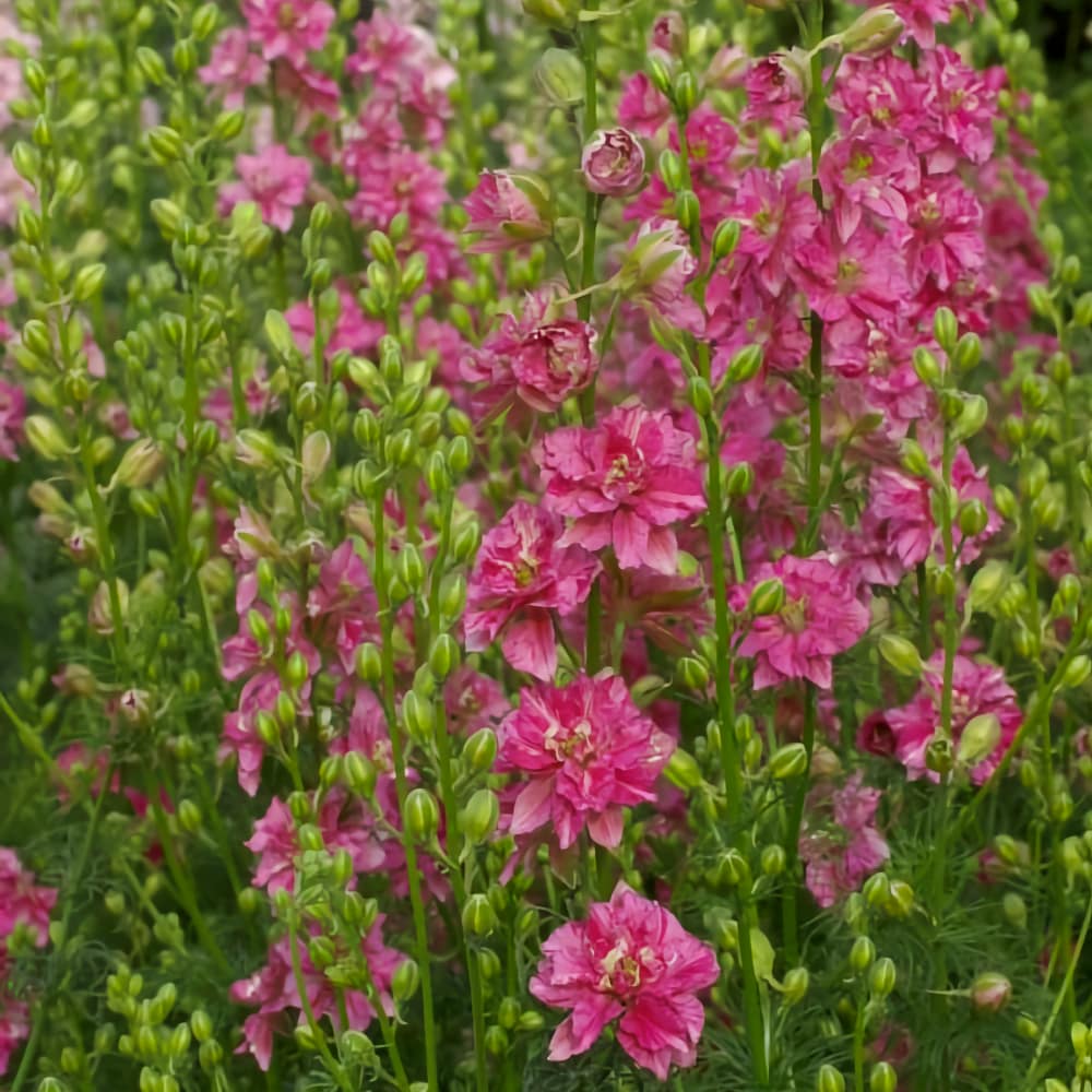 Romersk riddarsporre 'Carmine King'