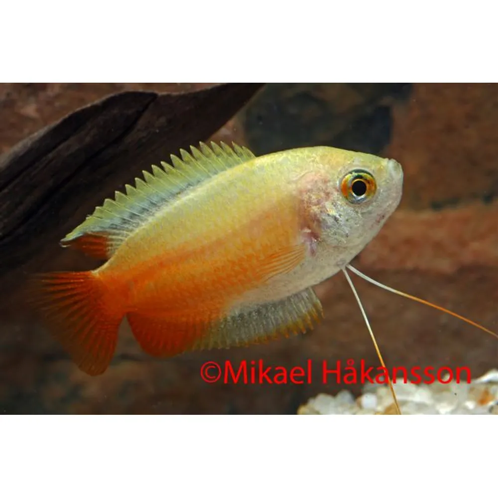 Tukli mushuk kinglet sipovka bilan qol jinsiy aloqa