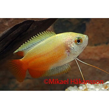 Honungsgurami Guld (Trichogaster chuna)