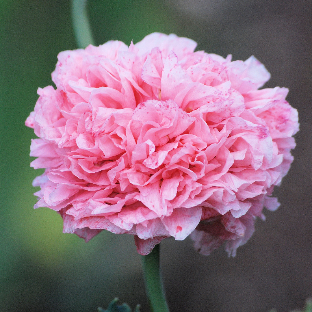 Ekologisk Pionvallmo - Pink Poppy from Flamatt