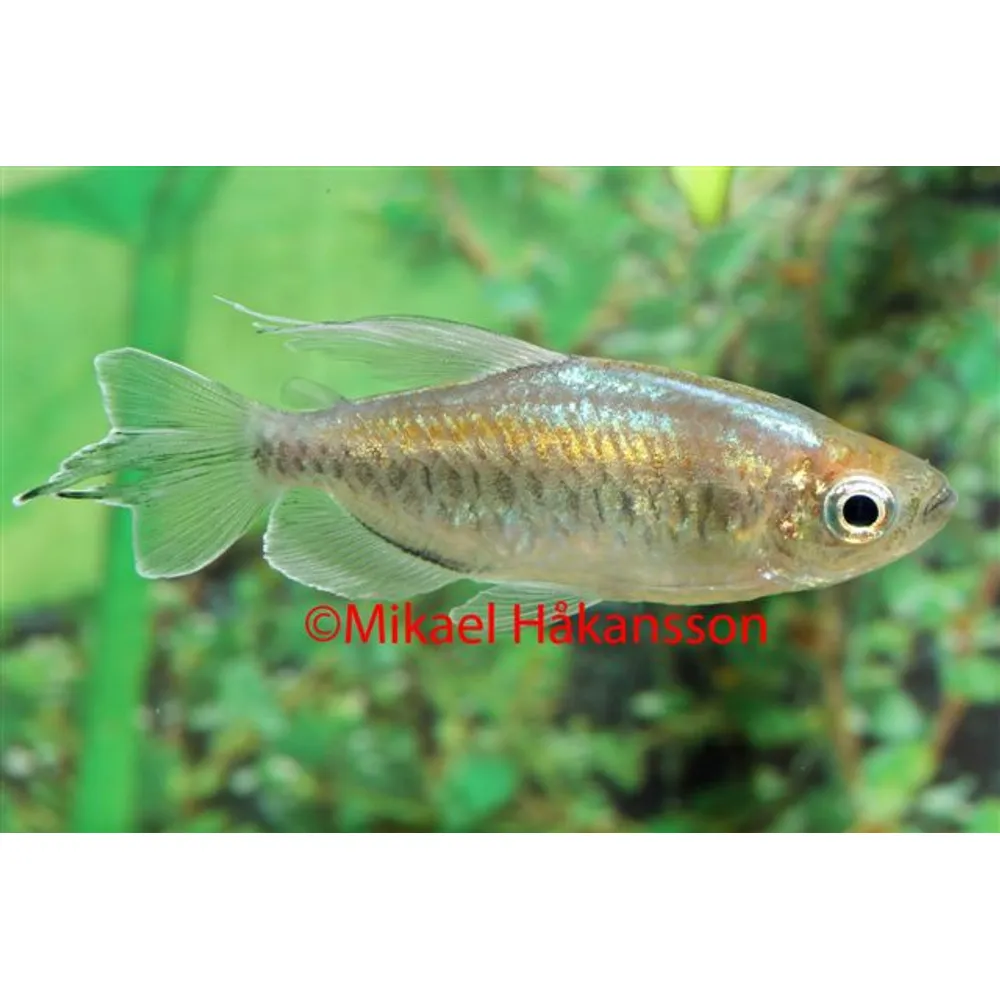Kongotetra (Phenacogrammus interruptus)