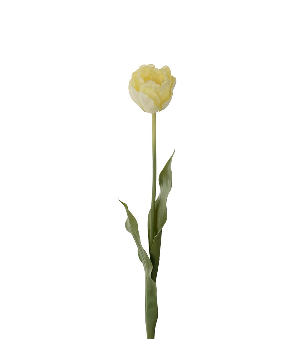 Tulip - Yellow - 67 cm - 3