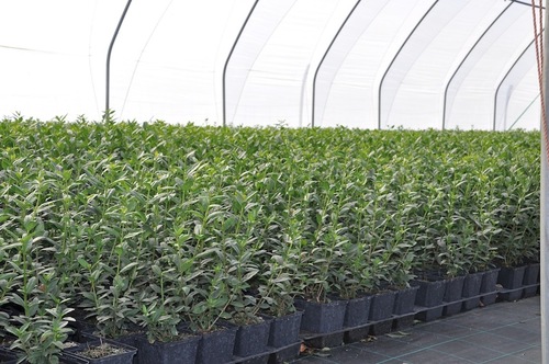 Ligustrum vul.v.italicum Liga           Häck C1  30-50  CM    Planterad i 1 Liters kruka. - 4