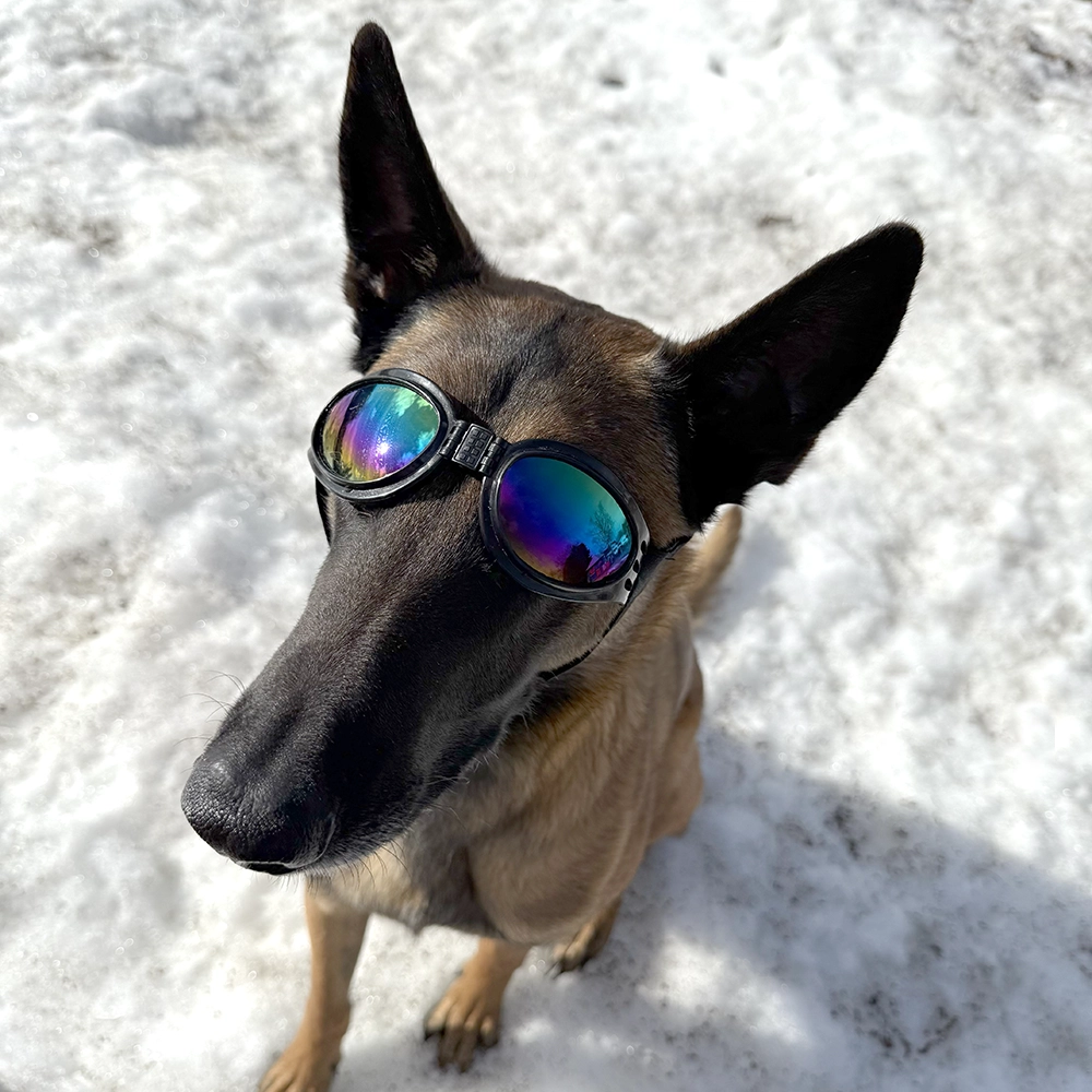 Solglasögon till hund snö