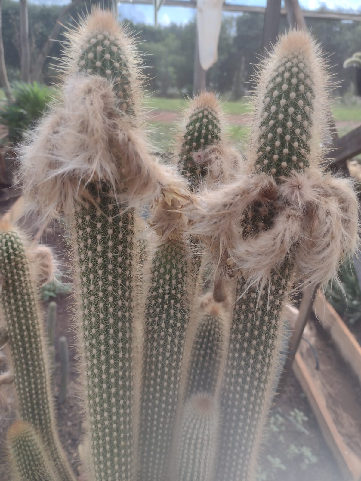 Arthrocereus spinosissimus GO 546 (Chapada dos Guimaraes, Mato Grosso)