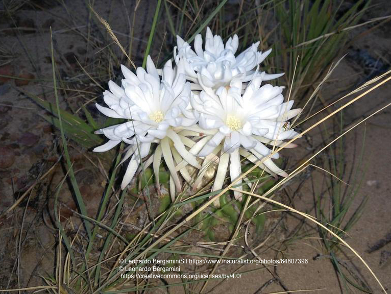 Discocactus catingicola GO 776 (Serra das Araras,MG) - 2