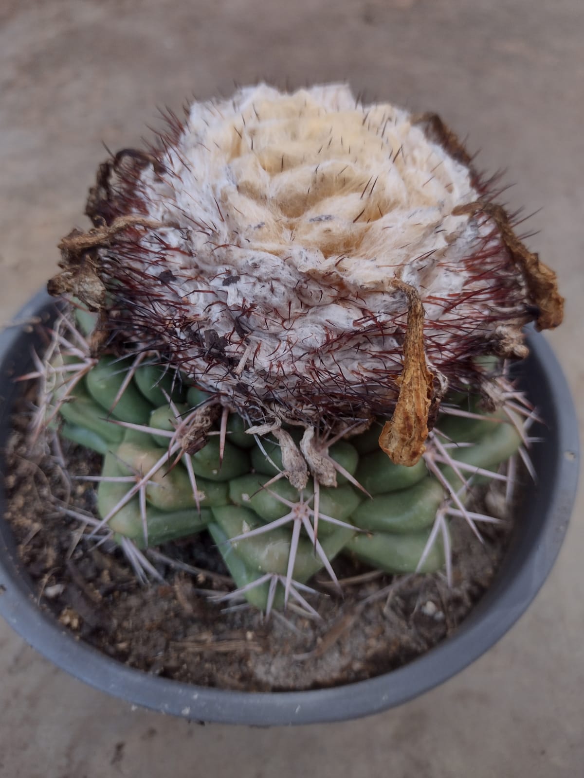 Discocactus catingicola GO 776 (Serra das Araras,MG)