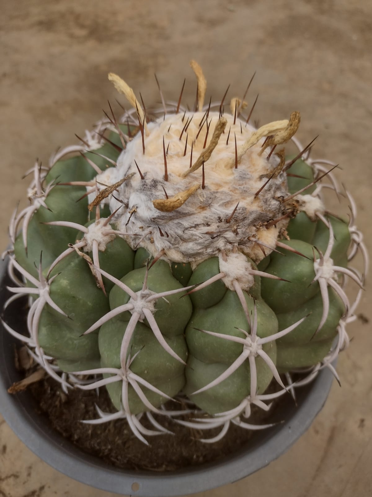 Discocactus cephaliociculosus GO 100 (Monte Alegre de Goias, Goias)