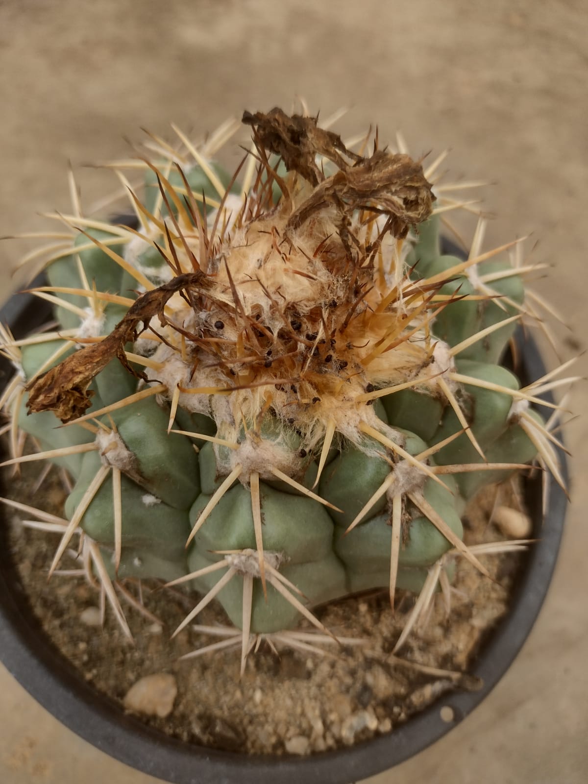 Discocactus griseus GO 264 (João Pimheiro,MG)