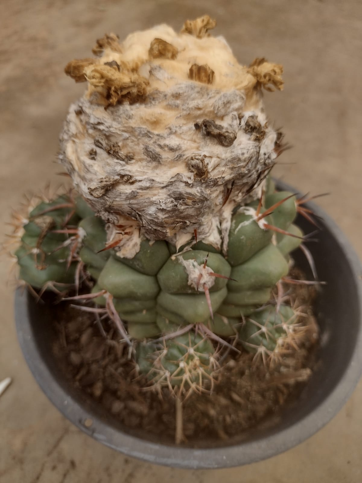 Discocactus heptacanthus GO 543 (Barra de Grcas, Mato Grosso)