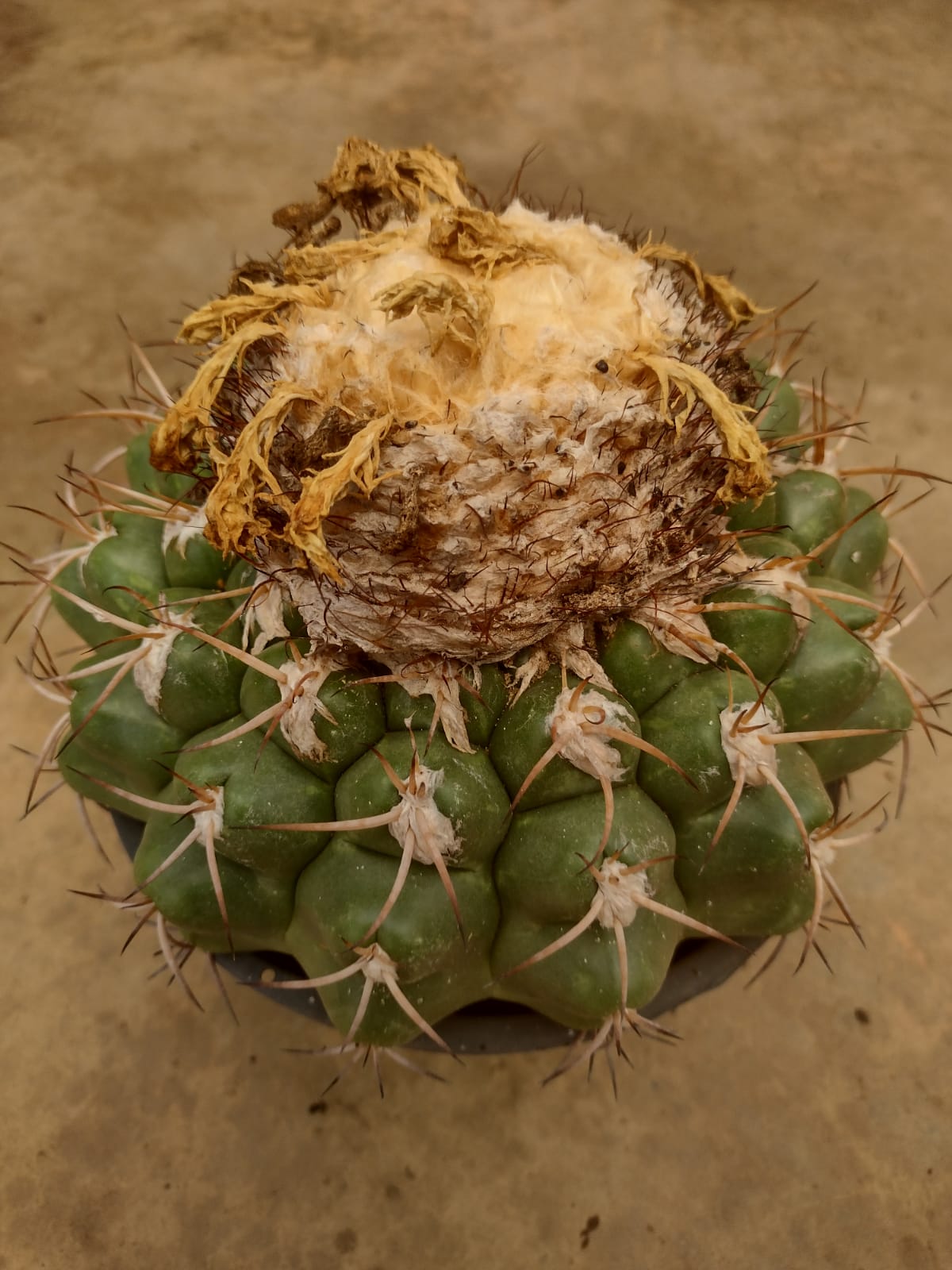 Discocactus heptacanthus ssp. goianus GO 270 (Alta Paraiso de Goias, Goias)