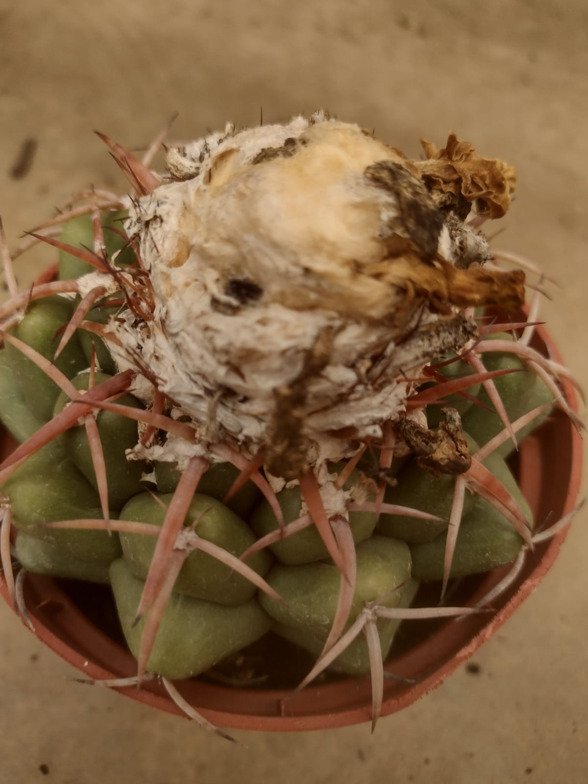Discocactus prominentigibbus GO 837 (Formosa de Araguiaia, Tocantins)