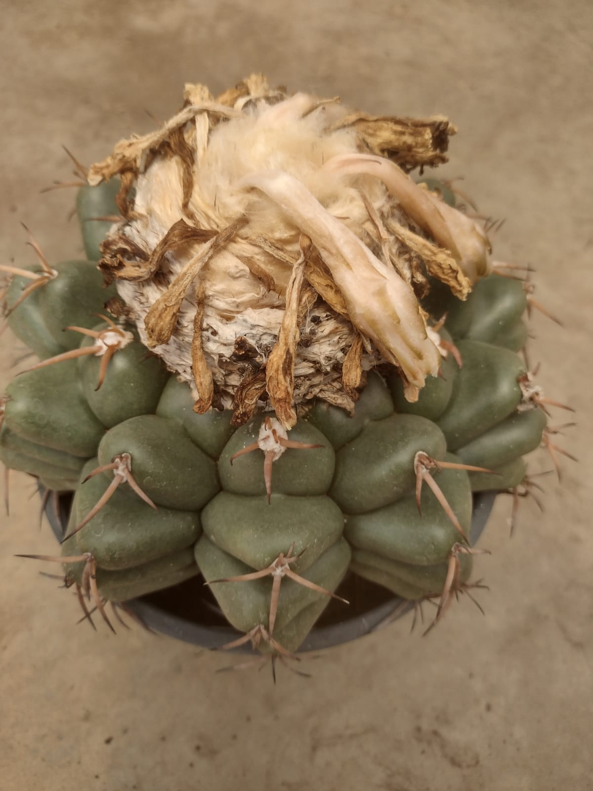 Discocactus semicampaniflorus GO 555 (Coxim, Mato Grosso do Sul)