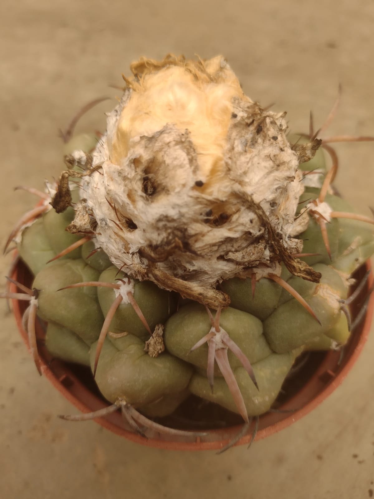 Discocactus squambibaccatus GO 838 (Jau de Tocantins, Tocantins)
