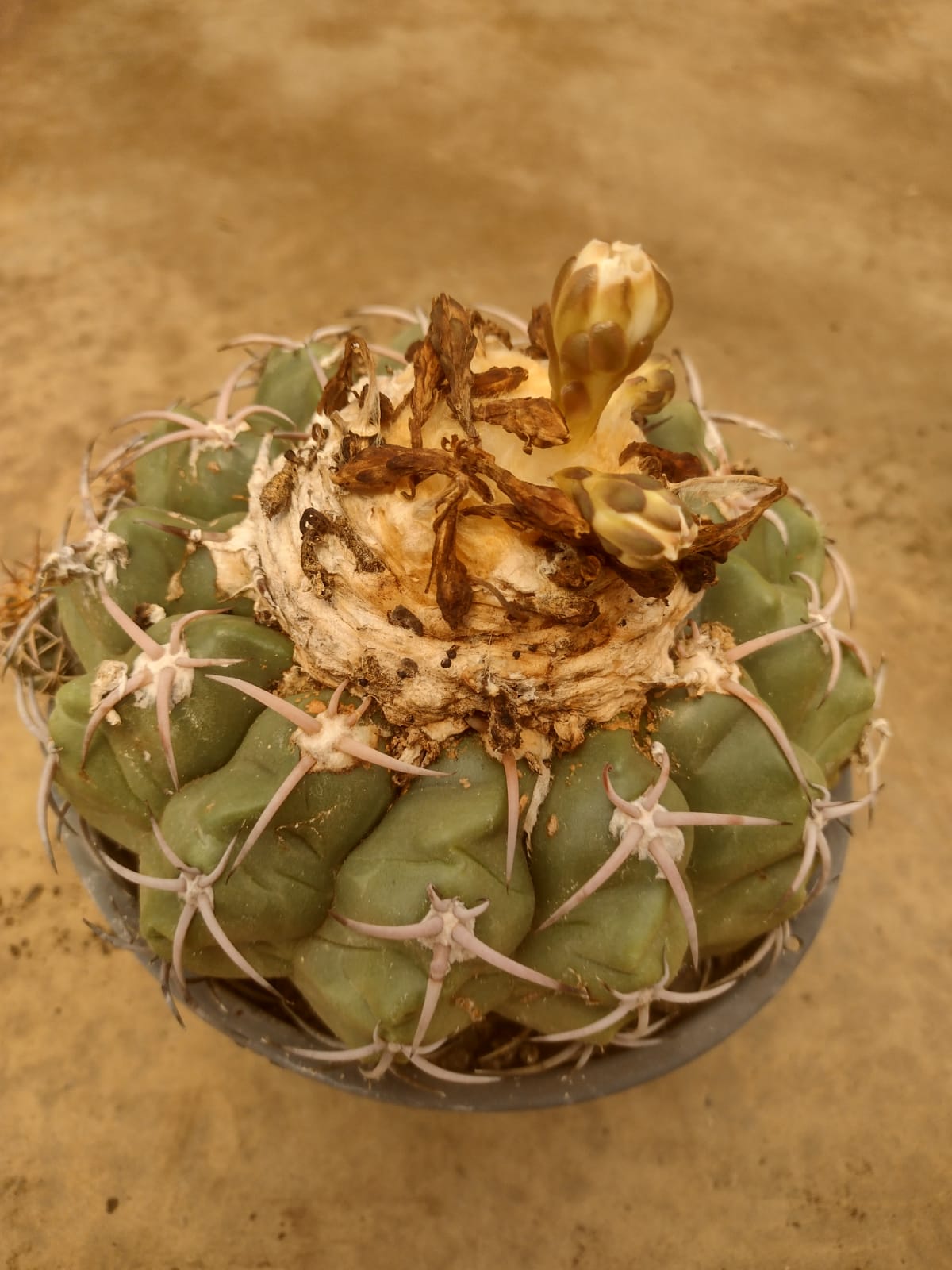 Discocactus subviridigriseus GO 163 (Rodeador, BA)