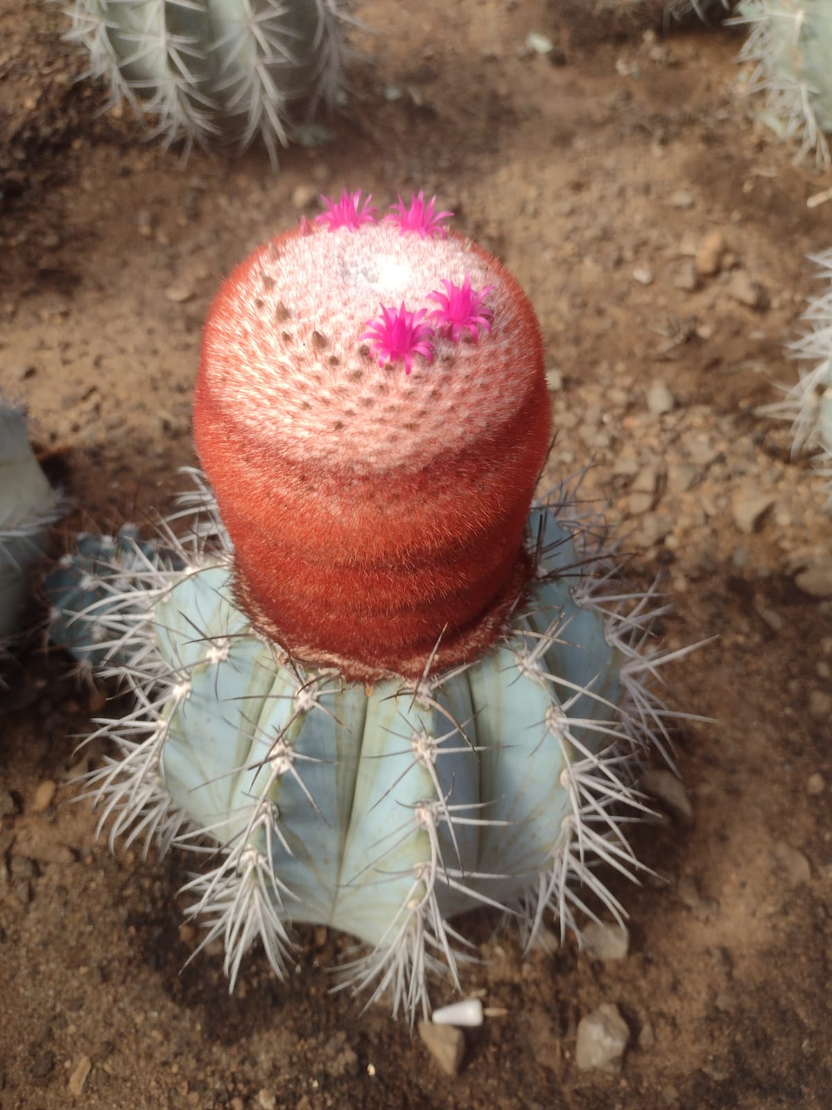 Melocactus azureus GO 158 (Manga, BA)