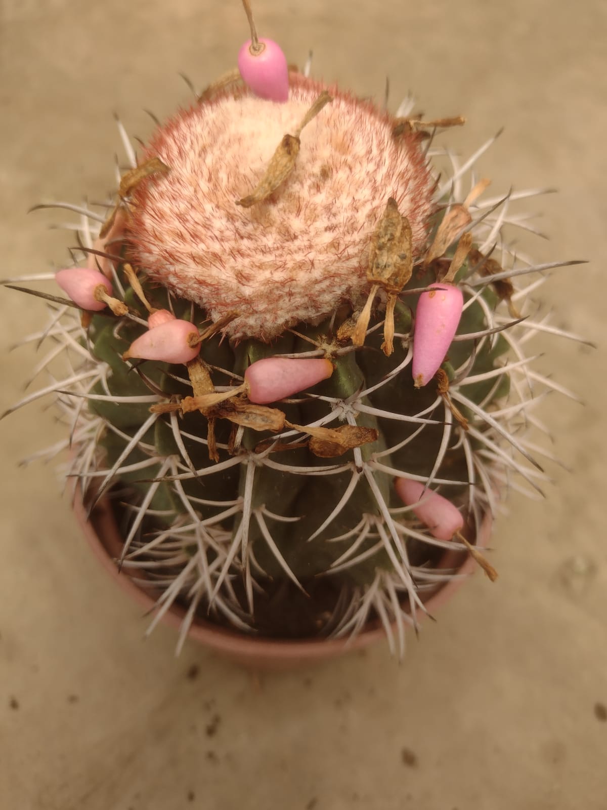 Melocactus concinnus FOP 161 (Seabra, BA)