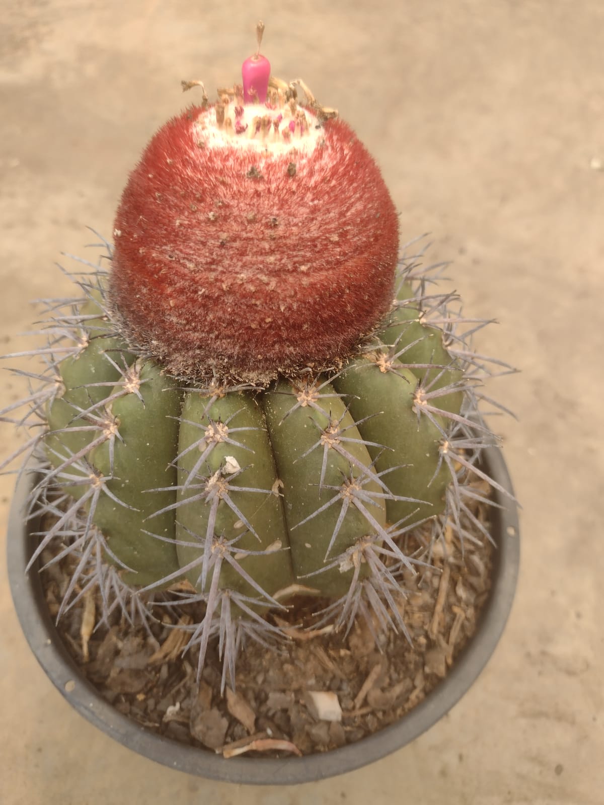 Melocactus conoideus GO 249 (Vitoria de Conquista, BA)