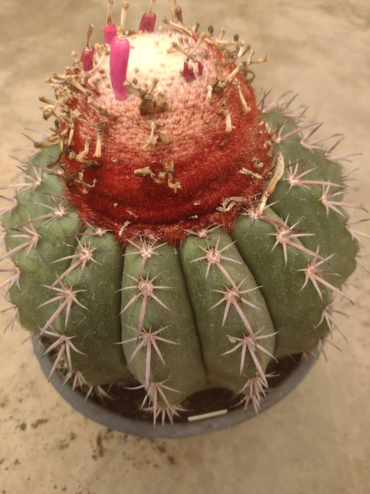 Melocactus conoideus GO 363 (Itinga, MG)