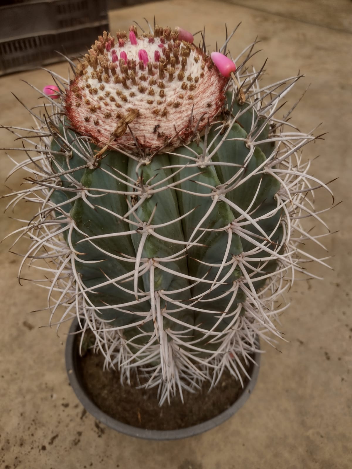 SuccSeed - Melocactus glaucescens 'longispina' GO 146 (Olhos de Agua de  Fagundos Morro de Chapeu, BA)